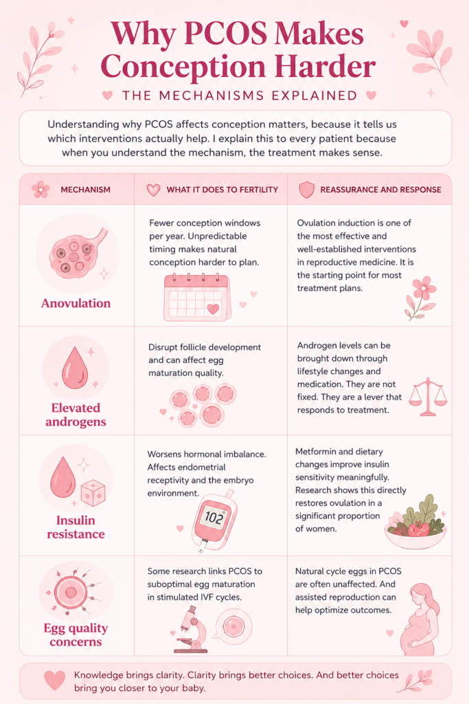 Why PCOS Makes Conception Harder: The Mechanisms Explained